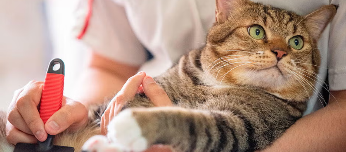 purina-como-cuidar-a-un-gato-y-como-asearlo_1_0 purina-como-cuidar-a-un-gato-y-como-asearlo_1_0